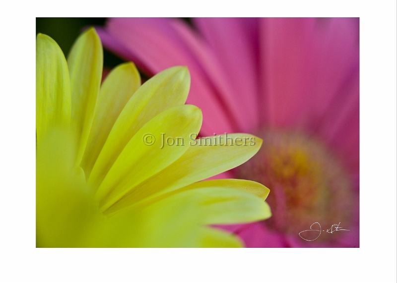 053109_8689 Pink Yellow Gerbera Daisys.jpg